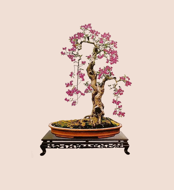 1簕杜鹃盆景《紫霞垂照》 拷贝.jpg