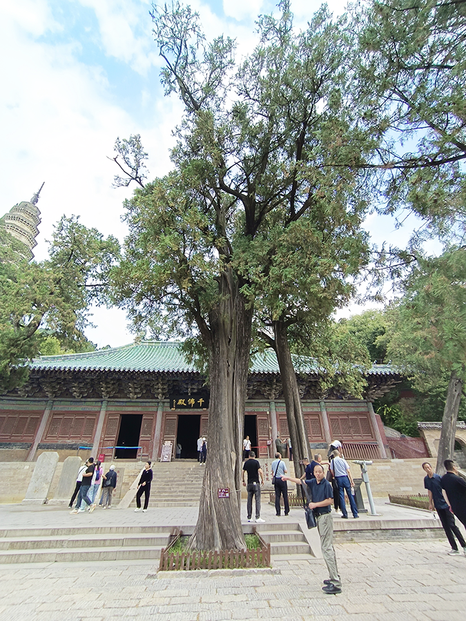 3 2024年9月受山东省济南市灵岩寺景区之邀为景区内古树名木勘察诊断，制定保护方案-8.png