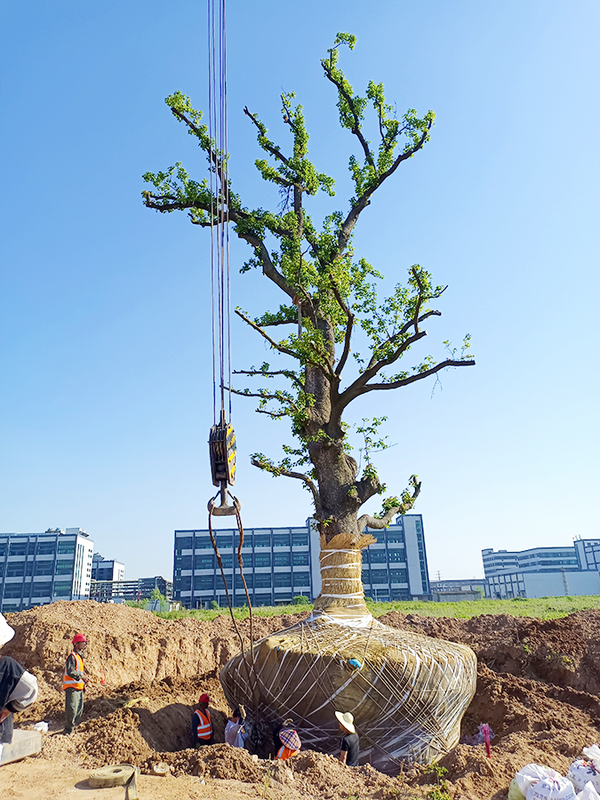 6 这是2021年宣城市移植的一棵古树.png